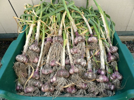 garlic